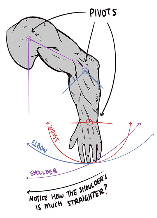 The pivots of the arm