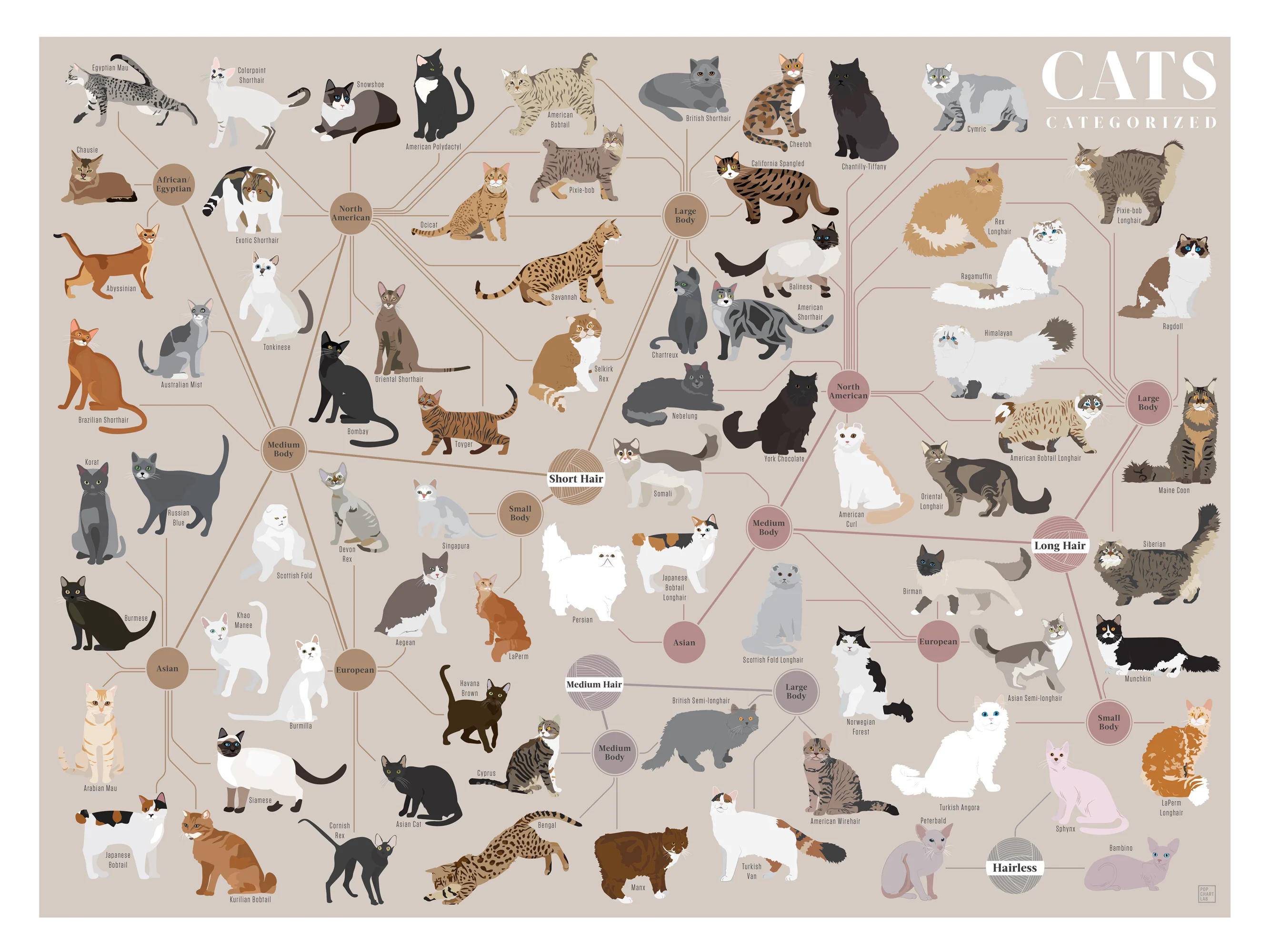 Cats, Categorized