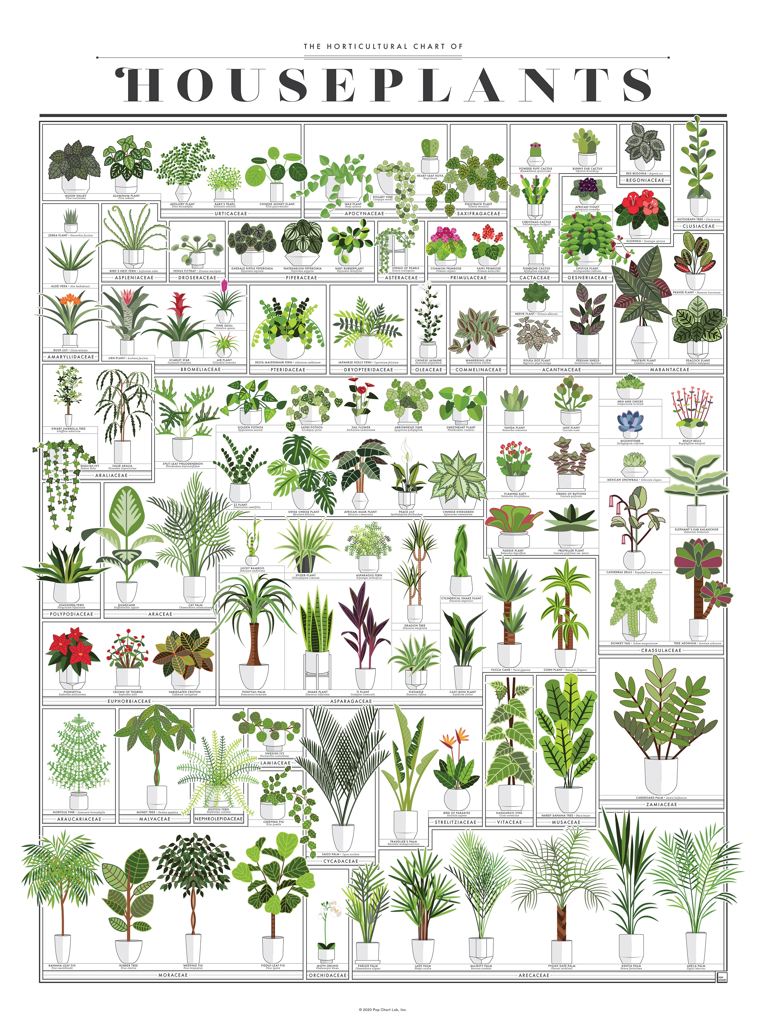 The Horticultural Chart of Houseplants